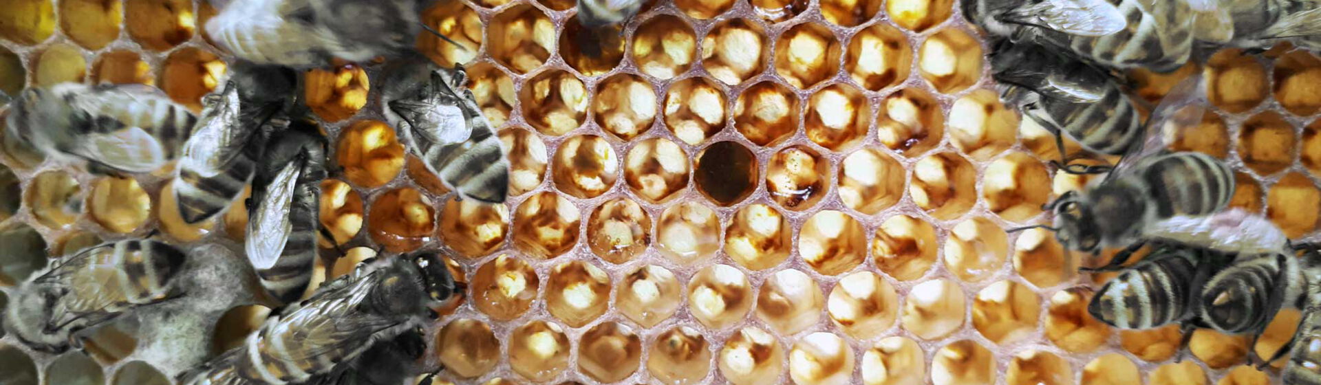 CONTAO_NATURE_THEME_Bienen-auf-Honigwaben